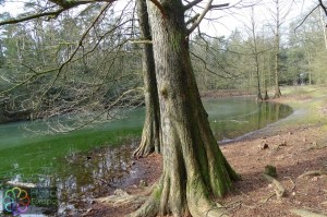 Taxodium distichum (4).jpg